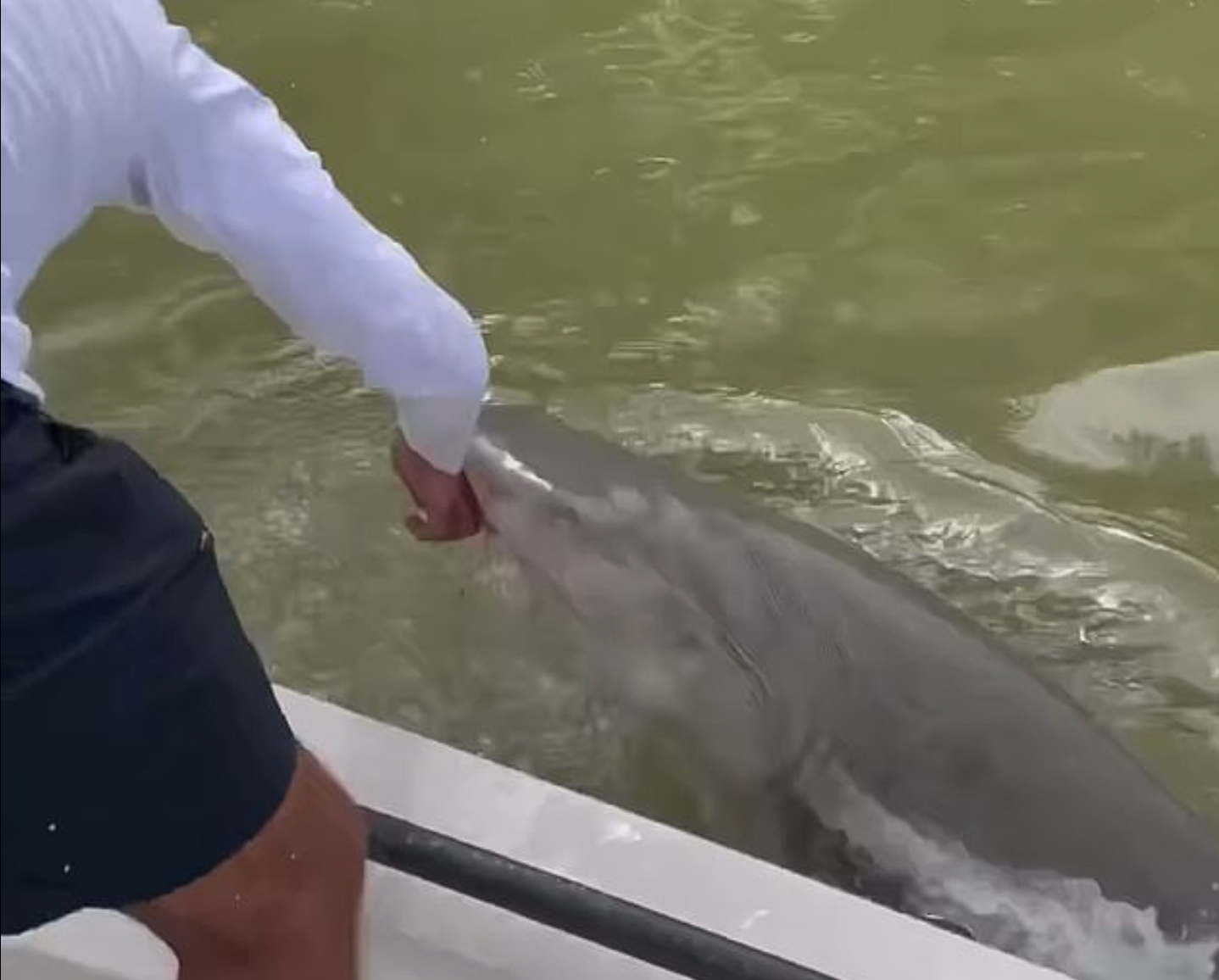 A shark latched onto the arm of a fisherman and pulled him into the water in the Everglades