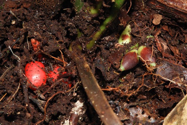 Scientists have named the species Pinanga subterranea (Randi Agusti/RBG Kew)