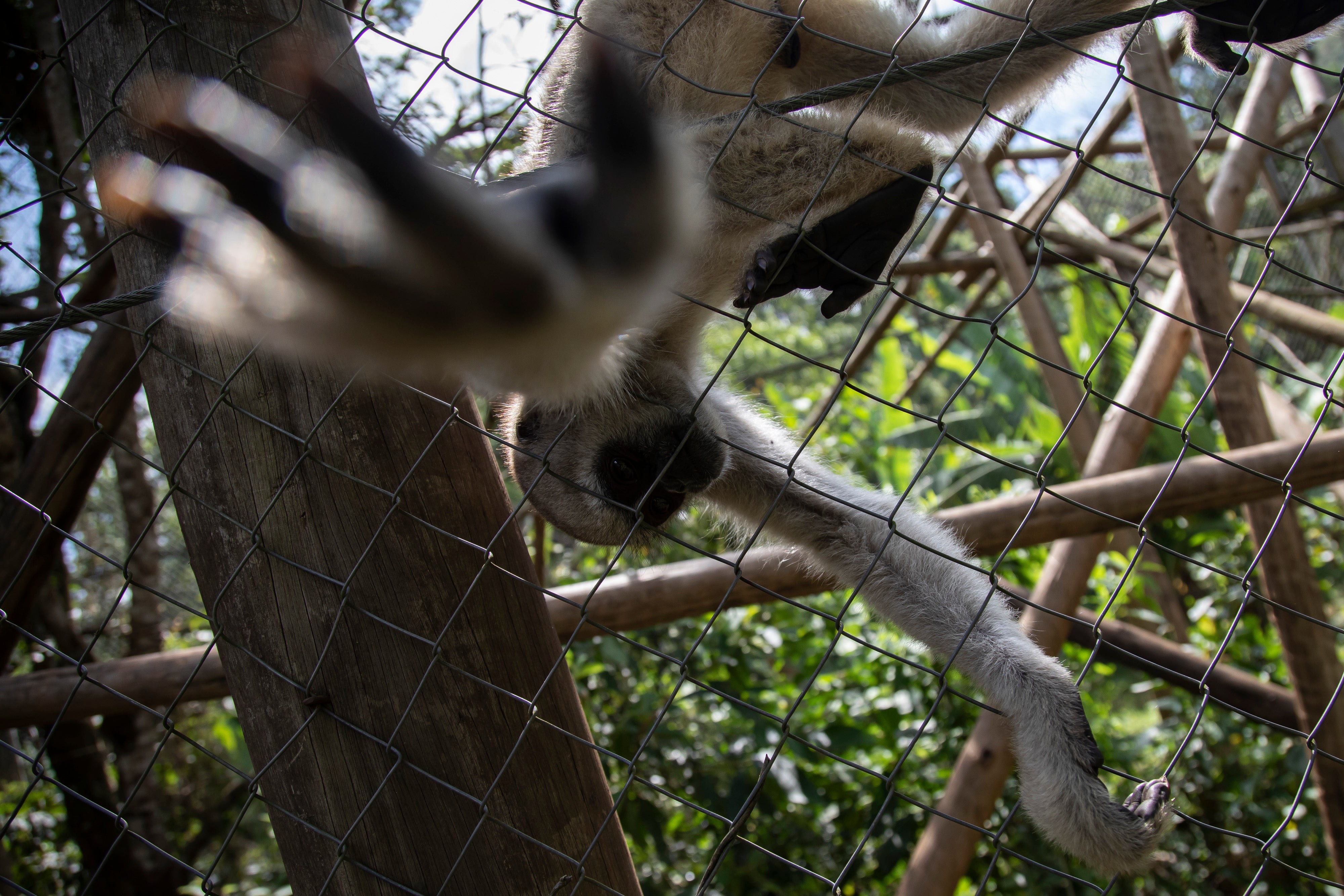 Brazil Endangered Monkey