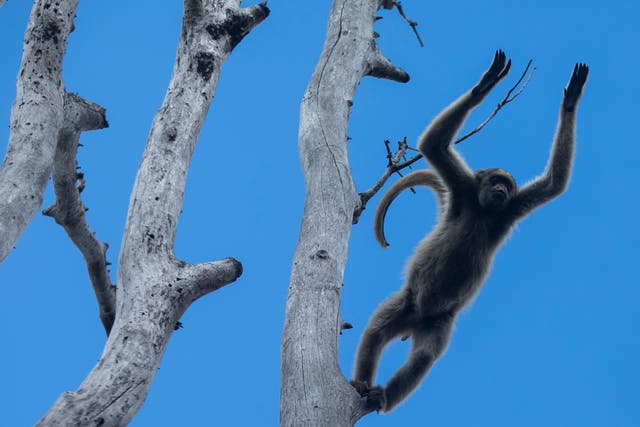 Brazil Endangered Monkey