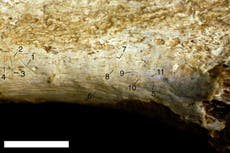Scientists find human ancestor species that likely butchered and ate each other