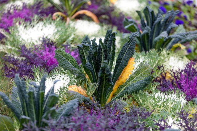 Plants such as ornamental kale look great in borders and can also be eaten (Alamy/PA)