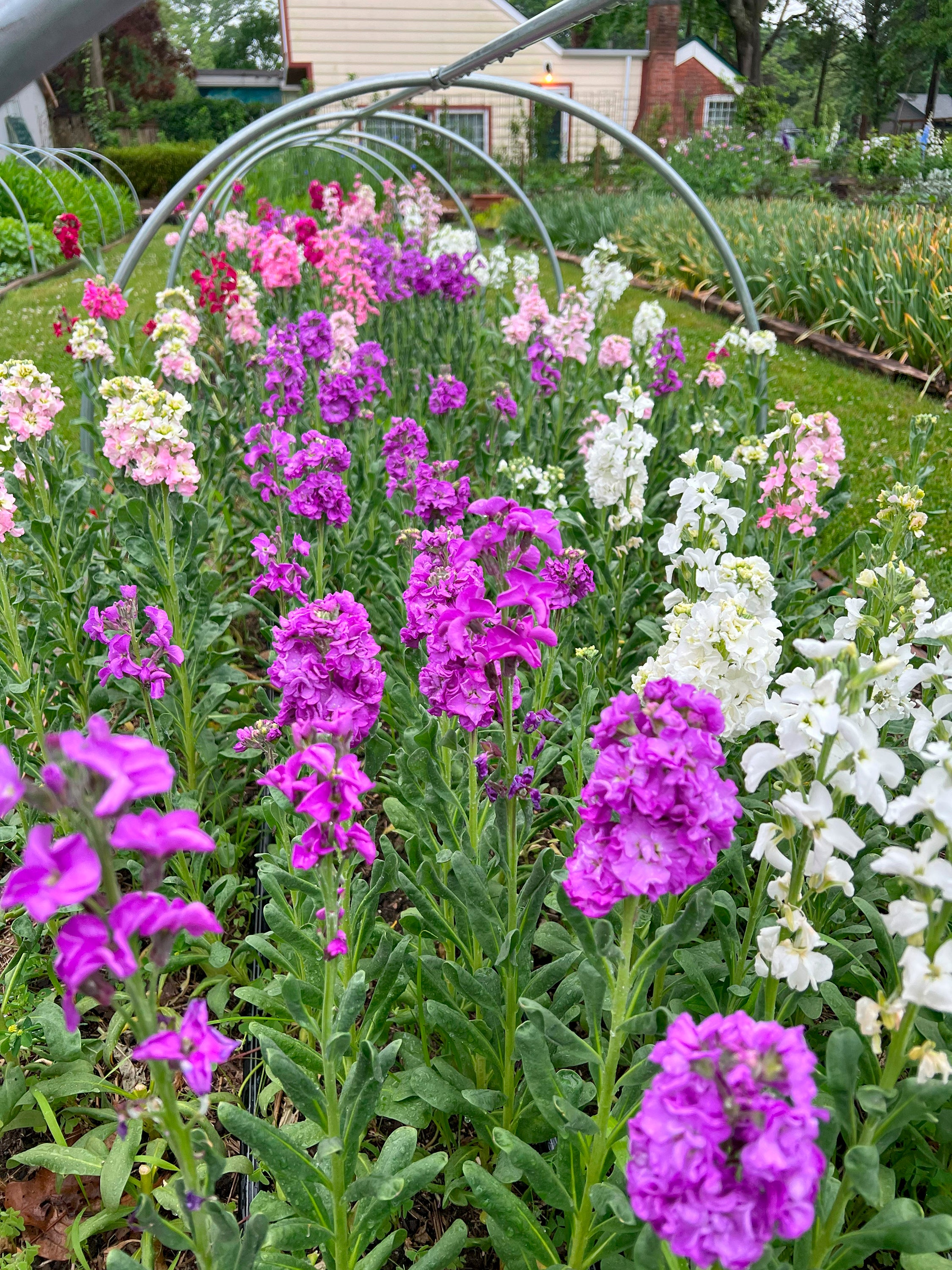Gardening- Cutting Garden