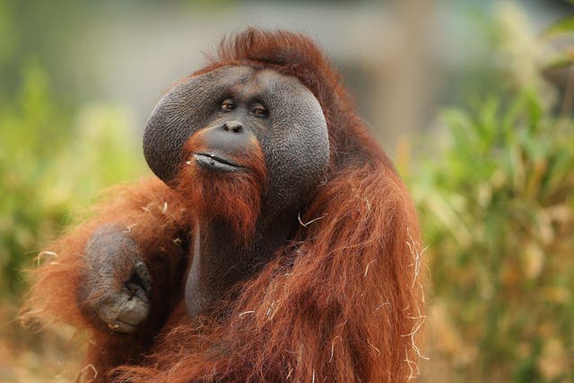The researchers observed two populations of vocalising orangutans in Borneo and Sumatra (Brian Lawless/PA)