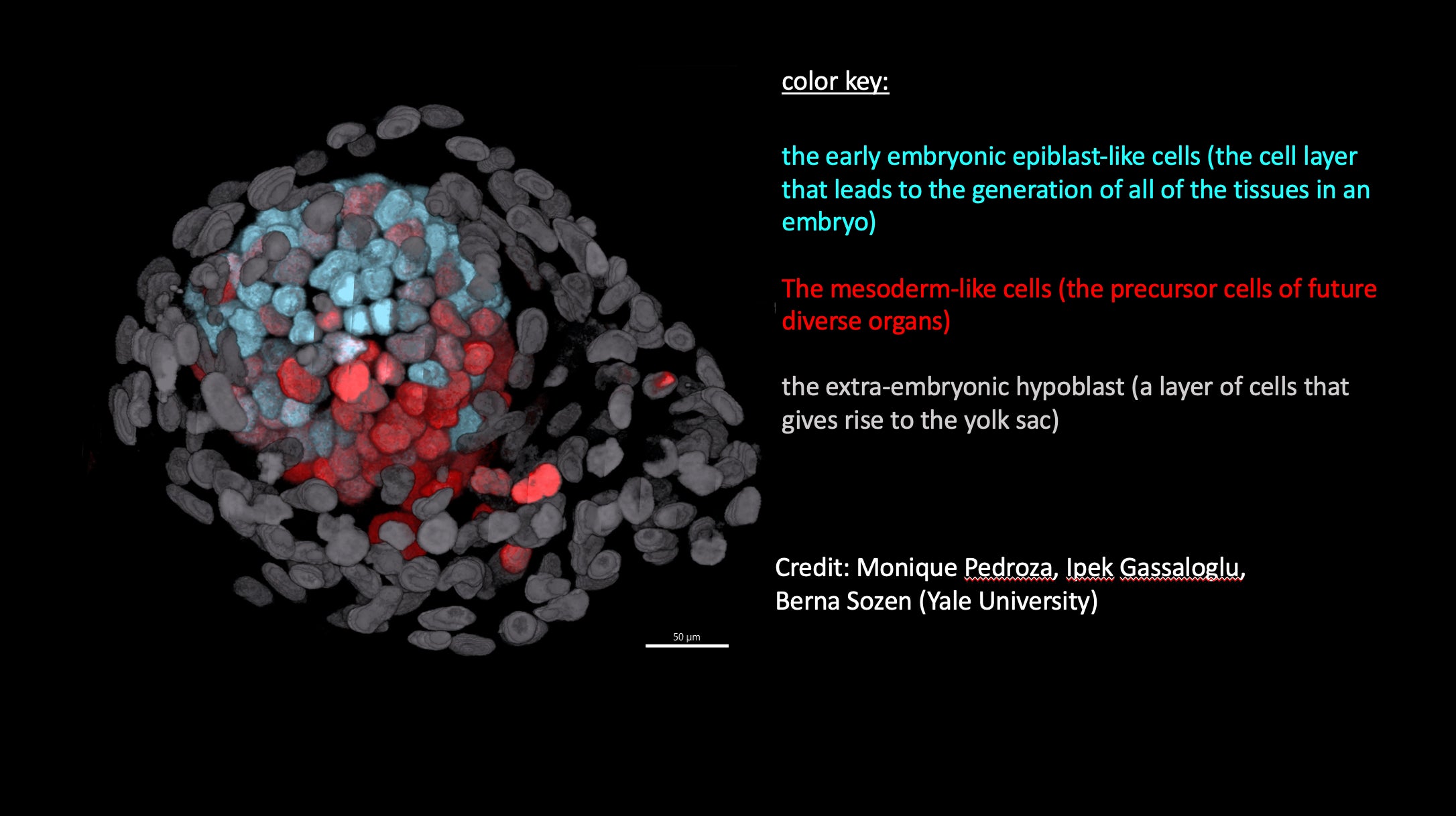 Embryo Model