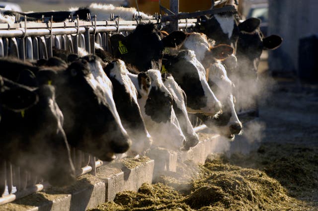 Cow Manure Green Energy Fraud