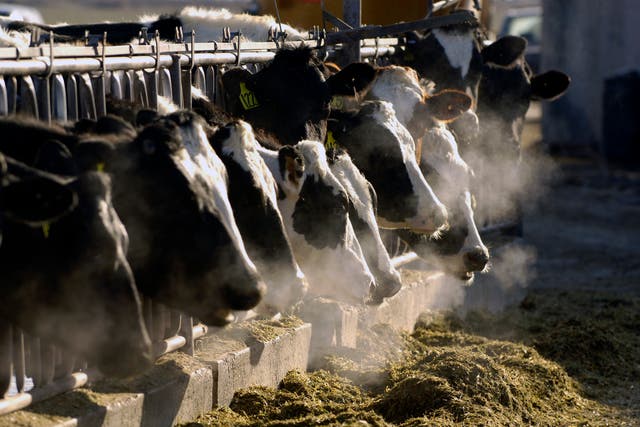 Cow Manure Green Energy Fraud