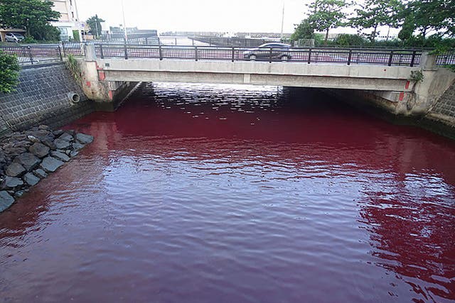 <p>Visuals of the river in Nago city in Japan’s Okinawa showed the flowing water had turned deep red in colour</p>