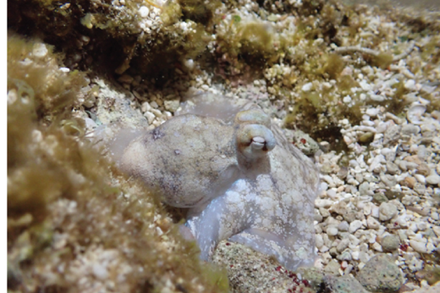 Octopus sleep contains a wake-like stage, study suggests (Keishu Asada/OIST)