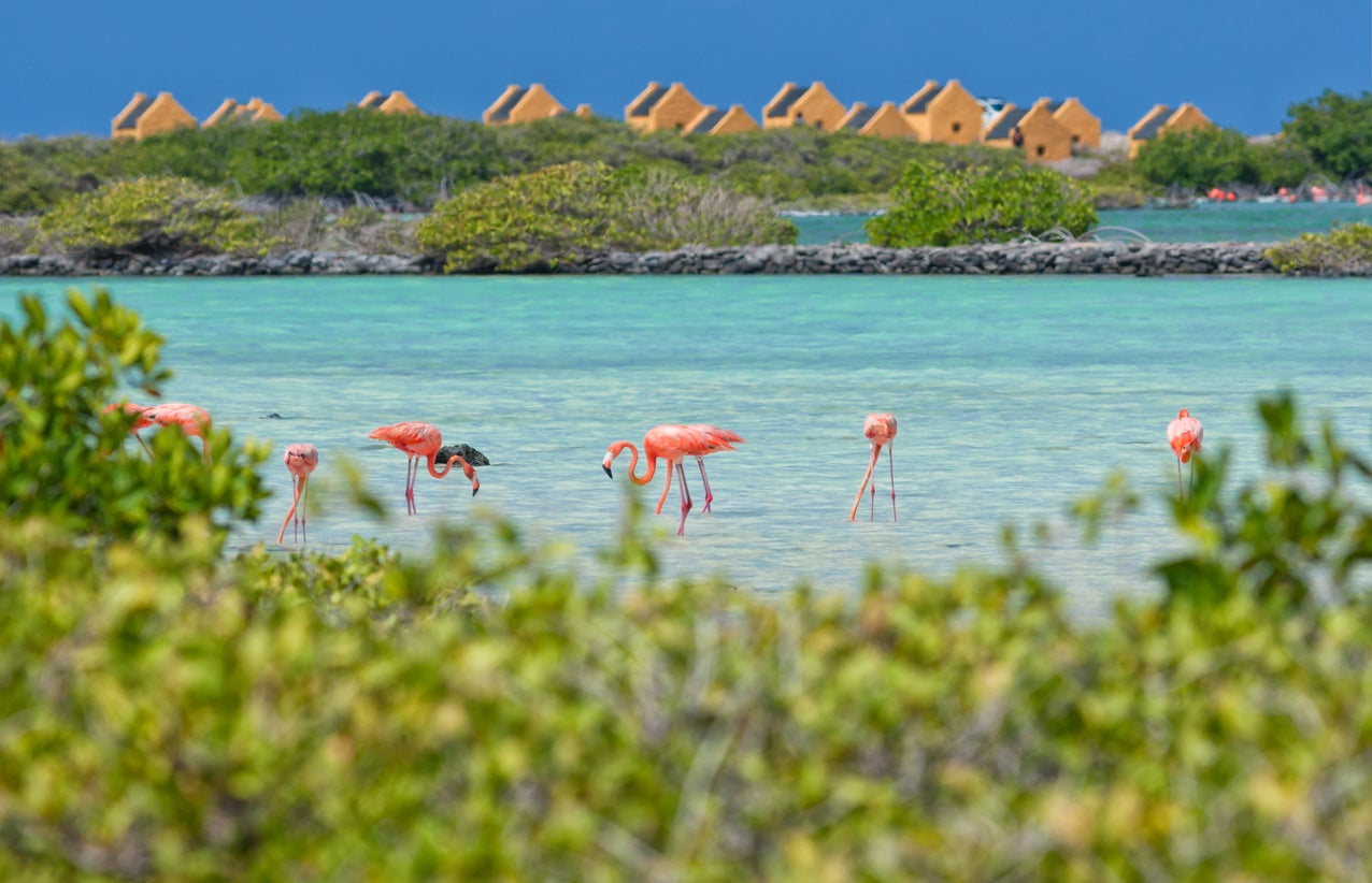 The Dutch island of Bonaire is well-known for its local wildlife and scuba diving opportunities