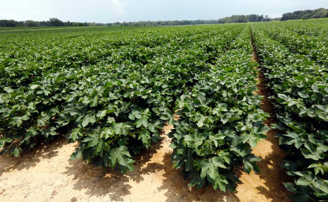 Black Farmworkers Mississippi