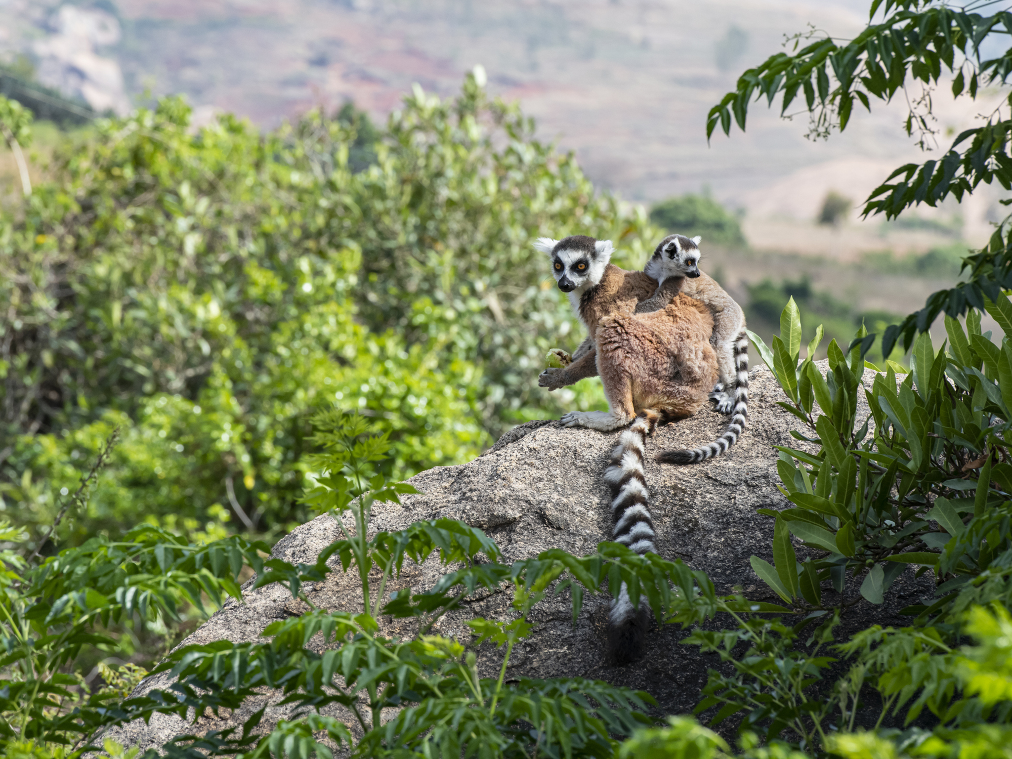 A holiday in Madagascar means getting to see some rather impressive creatures