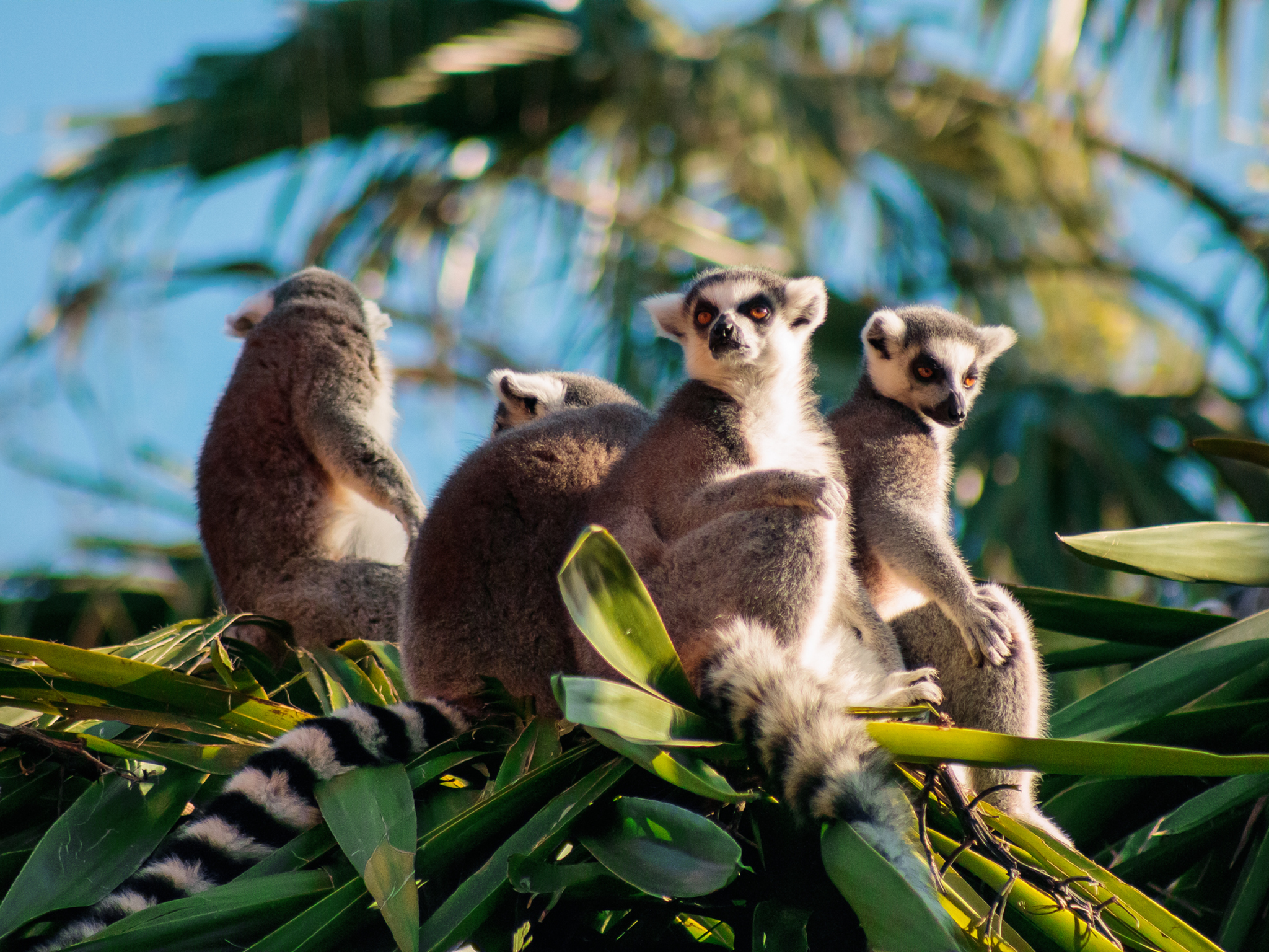 The lemurs, with their foxy faces and fluffy fur, may be the island’s biggest selling point