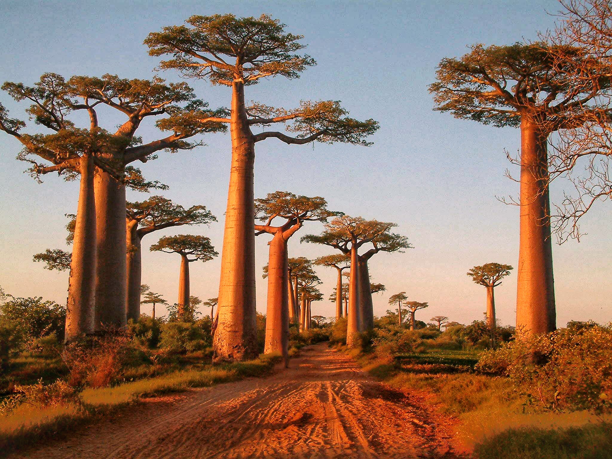 Morondava’s famous avenue of baobab trees captured at sunset
