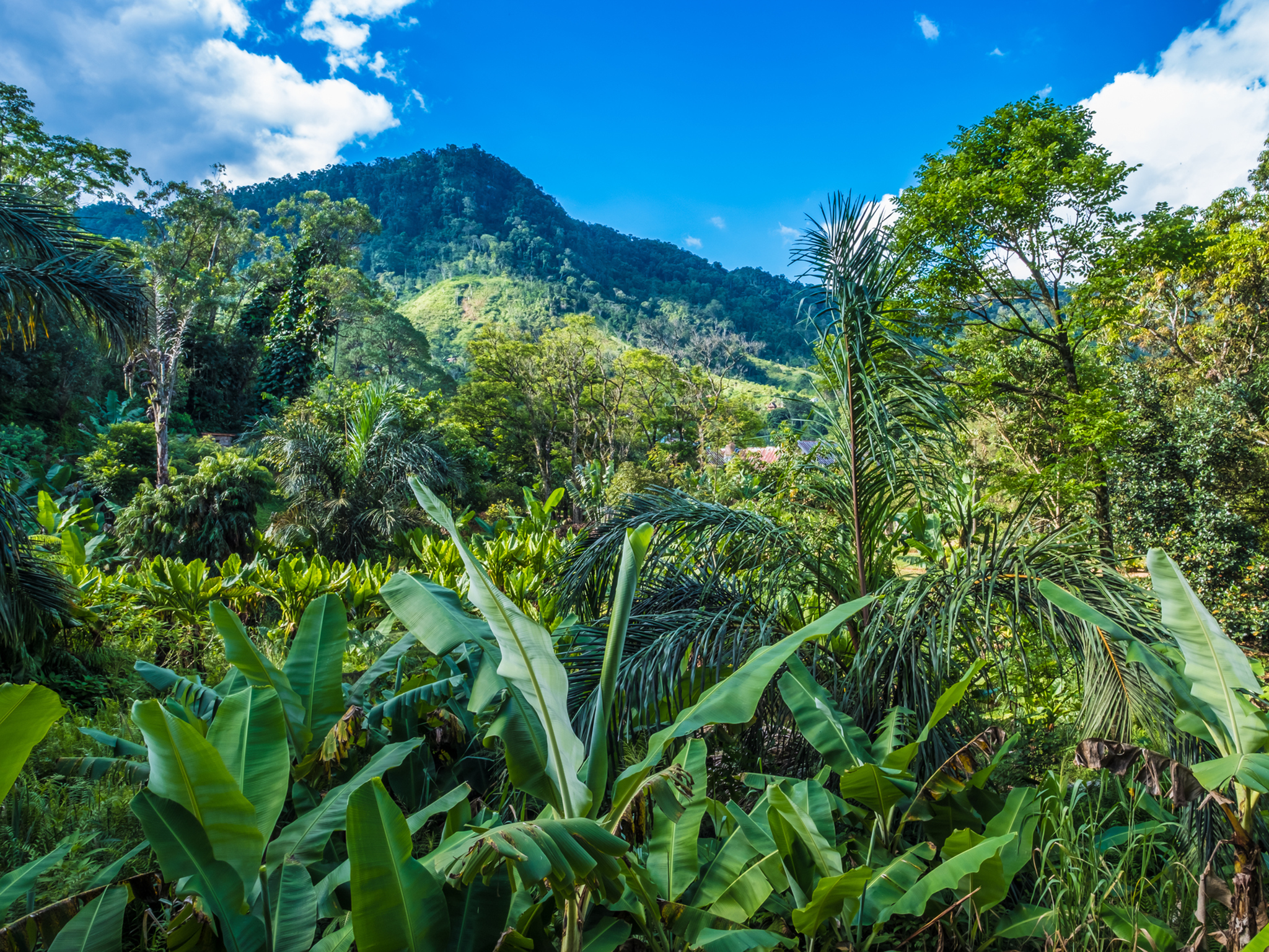 Ranomafana National Park hosts some of the island’s lush rainforests