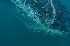 Trapped humpback whale rescued from net off Australian coast
