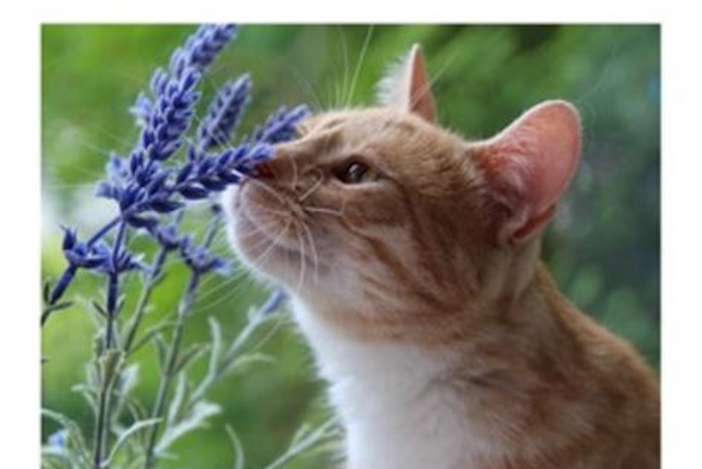 <p>Researchers use a 3D model to find that house cats’ noses may function like highly efficient chemical analysis equipment</p>