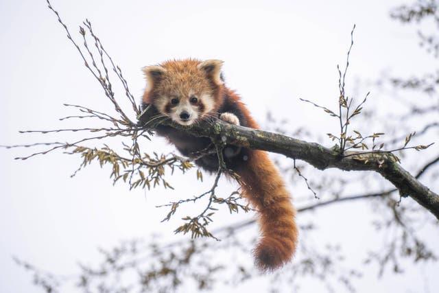 Red panda Tashi has a new home at Marwell Zoo in Hampshire (Paradise Wildlife Park/PA)
