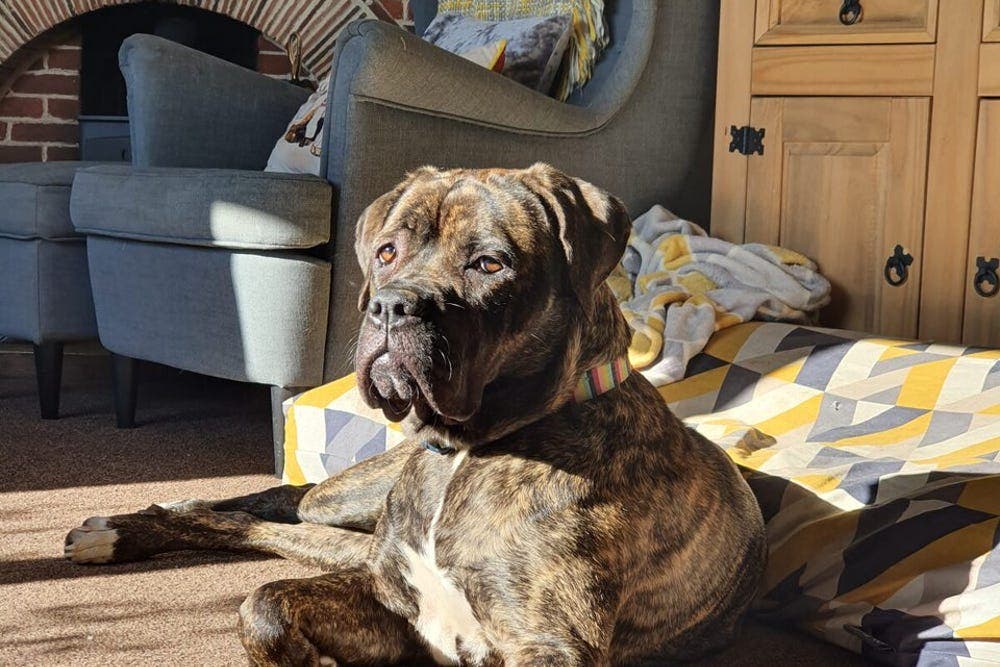 Family thanks charity for saving pet dog which swallowed 14 screws - Vimarsana News
