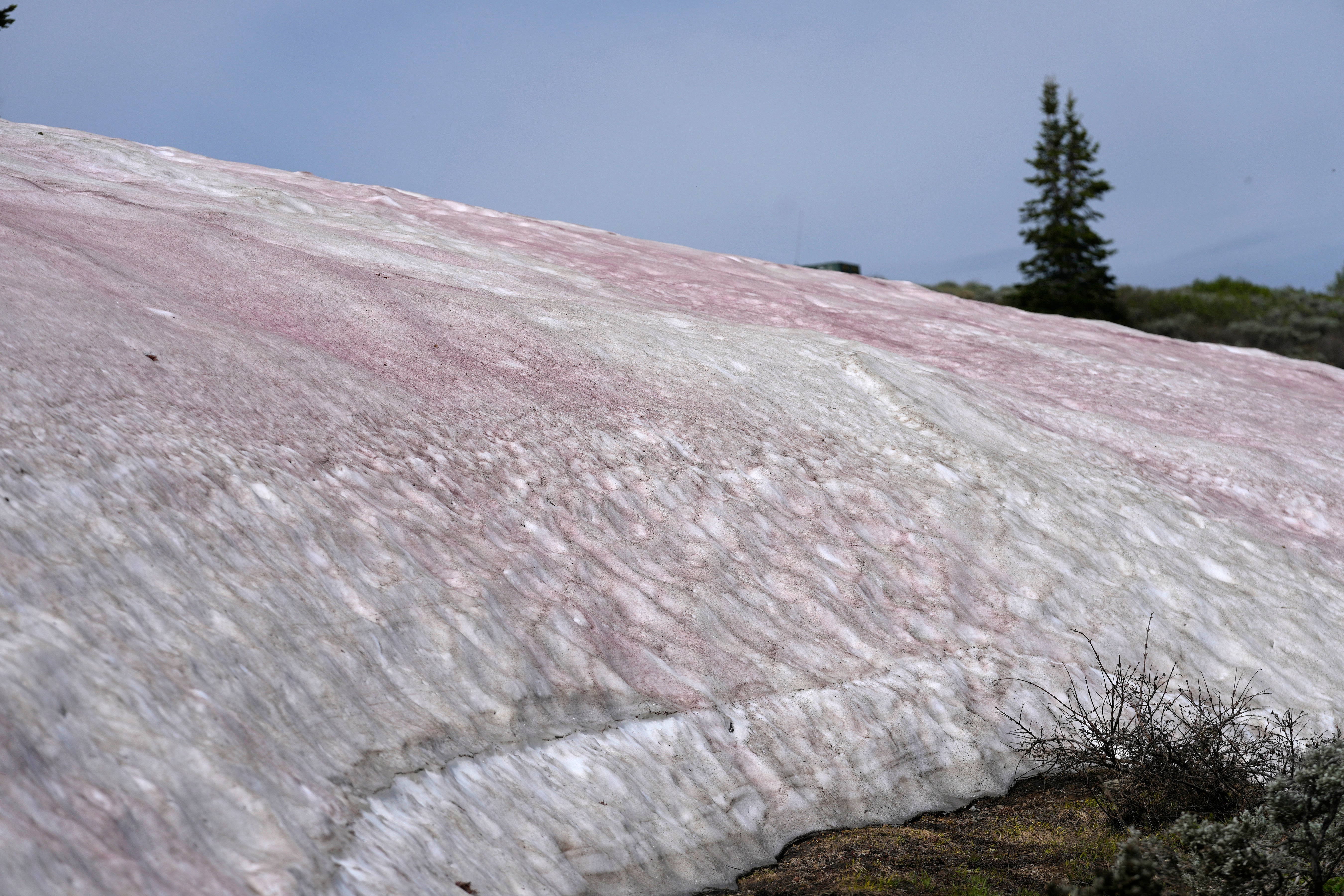 Watermelon Snow