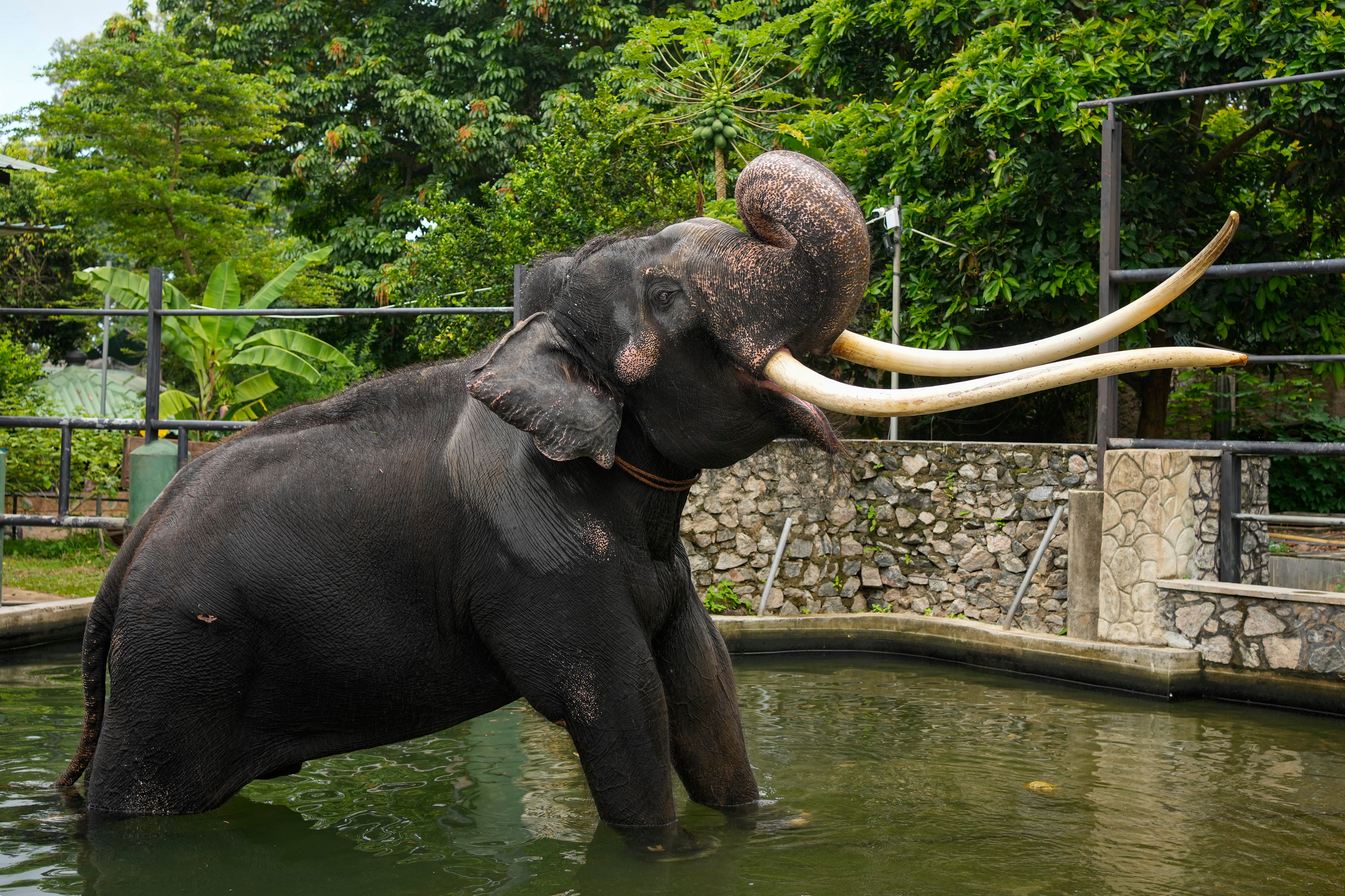 File. Asian elephant Sak Surin, gifted by the Thai Royal family and named Muthu Raj or pearly king in Sri Lanka, stands by a water pond at the national zoological garden in Colombo, Sri Lanka, Friday, 30 June 2023