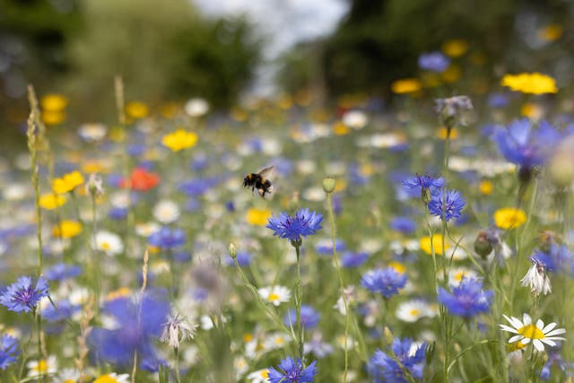 <p>A Bumble Bee collects pollen in a wildflower meadow on 26 June 2023 in London</p>