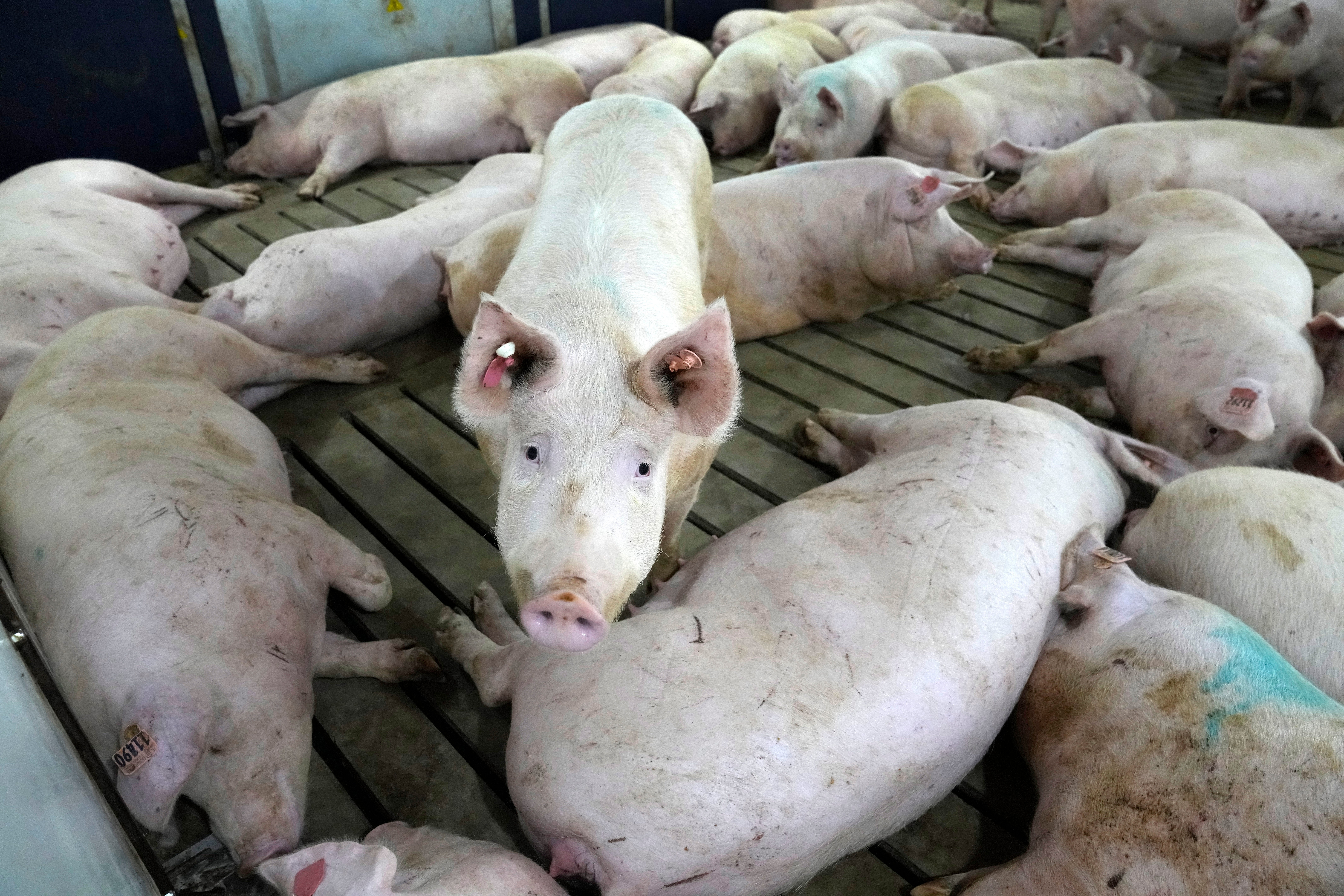 Pigs might one day help fill a shortage of donated organs