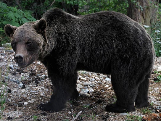 Brown bears will be under threat, say activists