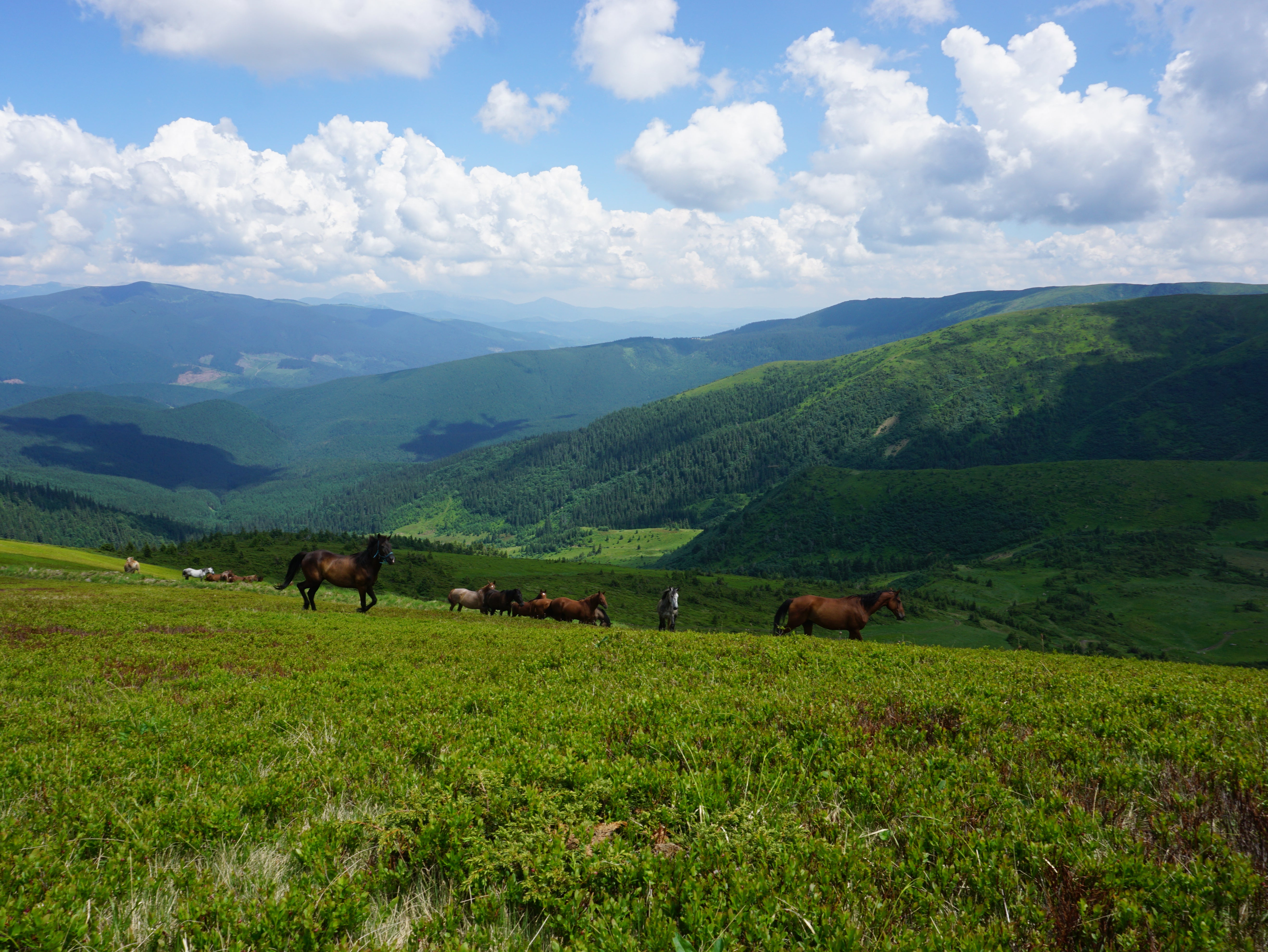 Wild horses in the mountains