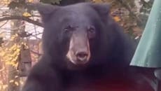 Watch: Curious bear interrupts resident’s workout routine in back garden