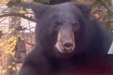 Watch: Curious bear interrupts resident’s workout routine in back garden