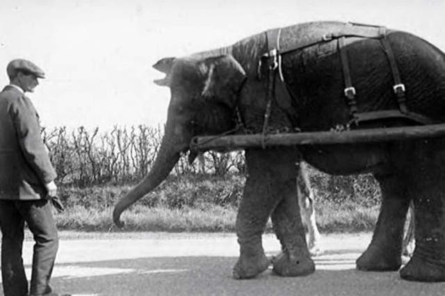 The elephant, possibly named Nancy, is believed to have been buried in Kingswood in 1891 (National Fairground & Circus Archive/PA)