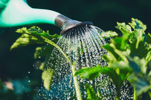 How to save water in your garden this summer (Alamy/PA)