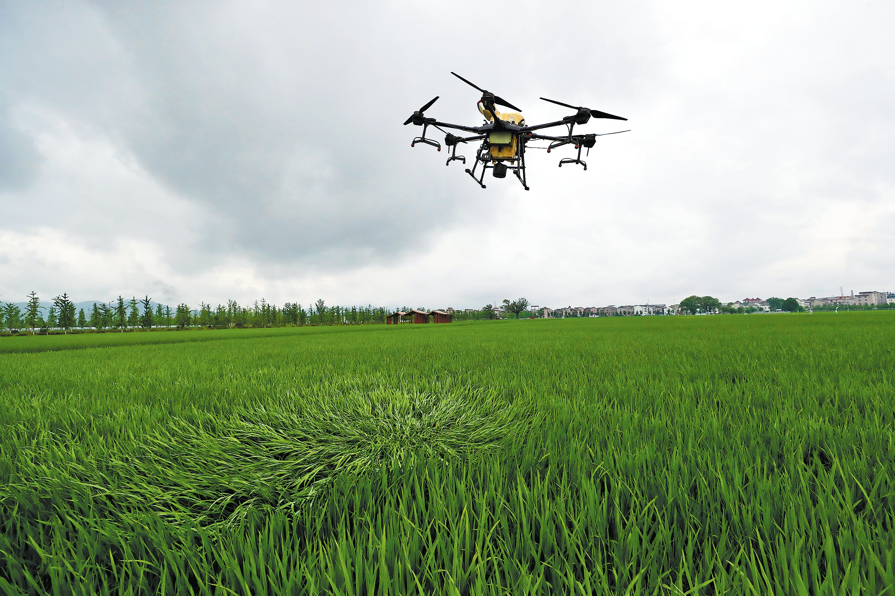An agricultural drone sprays fertiliser over crops in Cailu village, Zhejiang province, on June 8, 2023
