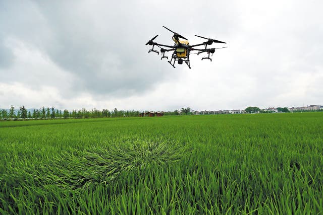 <p>An agricultural drone sprays fertiliser over crops in Cailu village, Zhejiang province, on June 8, 2023</p>