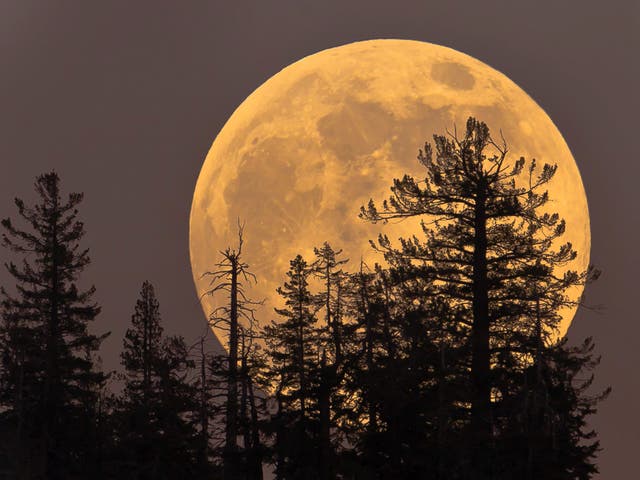 <p>The full moon on 3 July will be the first of four ‘supermoons’ in 2023</p>