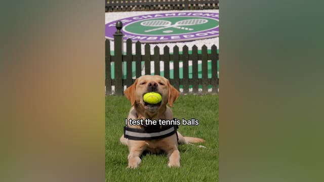 <p>Dogs working at Wimbledon share 'day in the life' at prestigious tennis tournament</p>