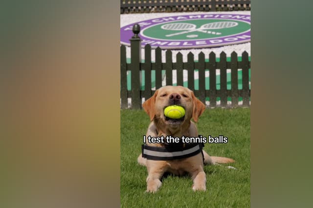 <p>Dogs working at Wimbledon share 'day in the life' at prestigious tennis tournament</p>