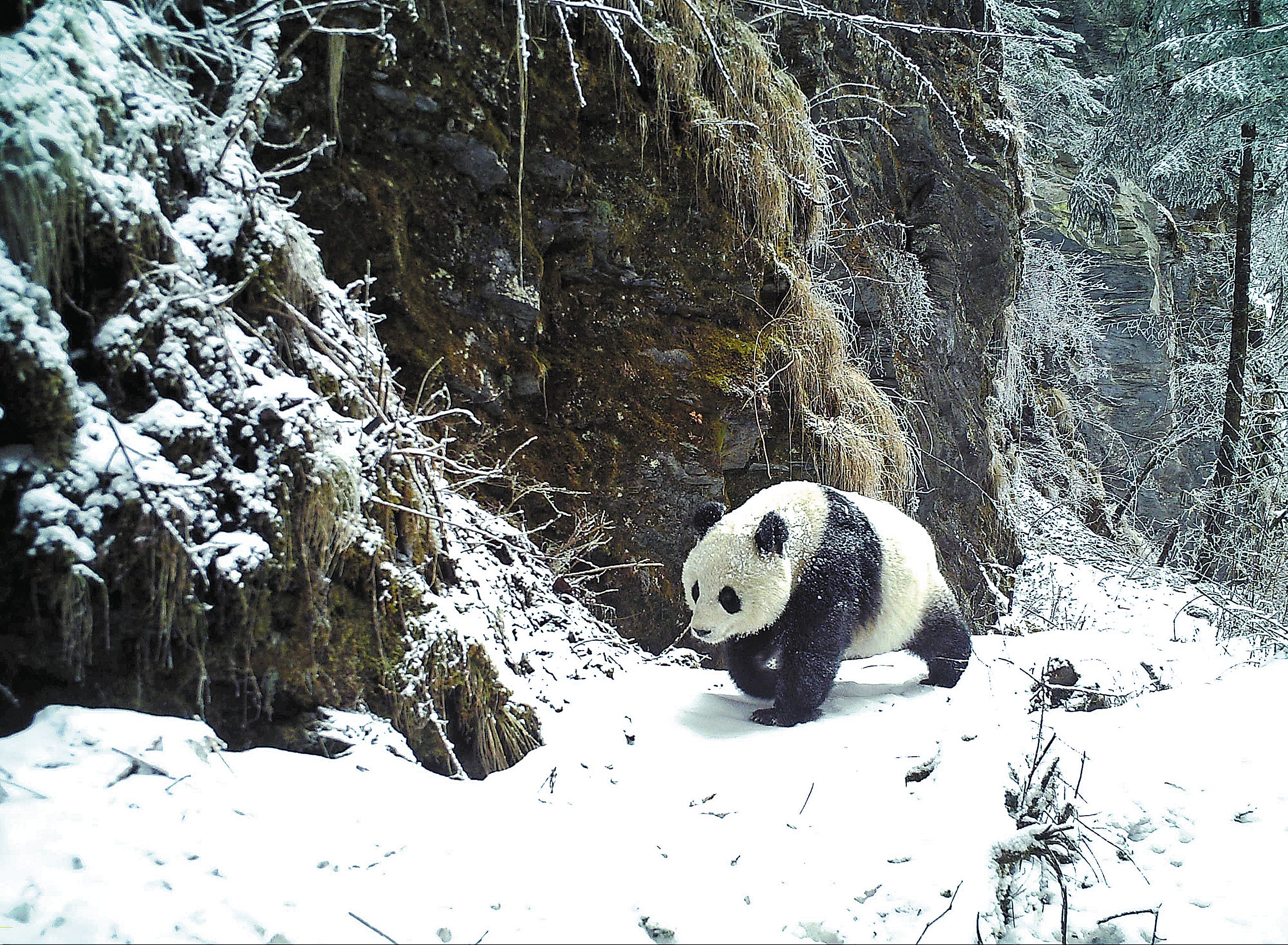 A wild giant panda is photographed in Beichuan, Sichuan province