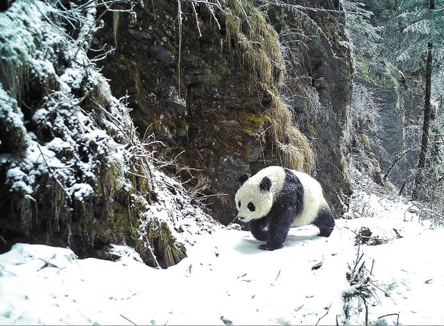 <p>A wild giant panda is photographed in Beichuan, Sichuan province</p>