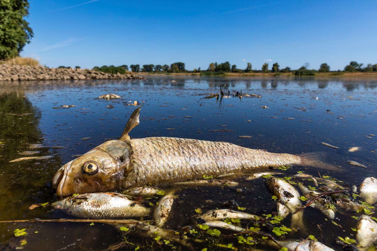 Niemcy zarzucają Polsce, że nie powstrzymała zanieczyszczenia Odry, które doprowadziło do śmierci ryb