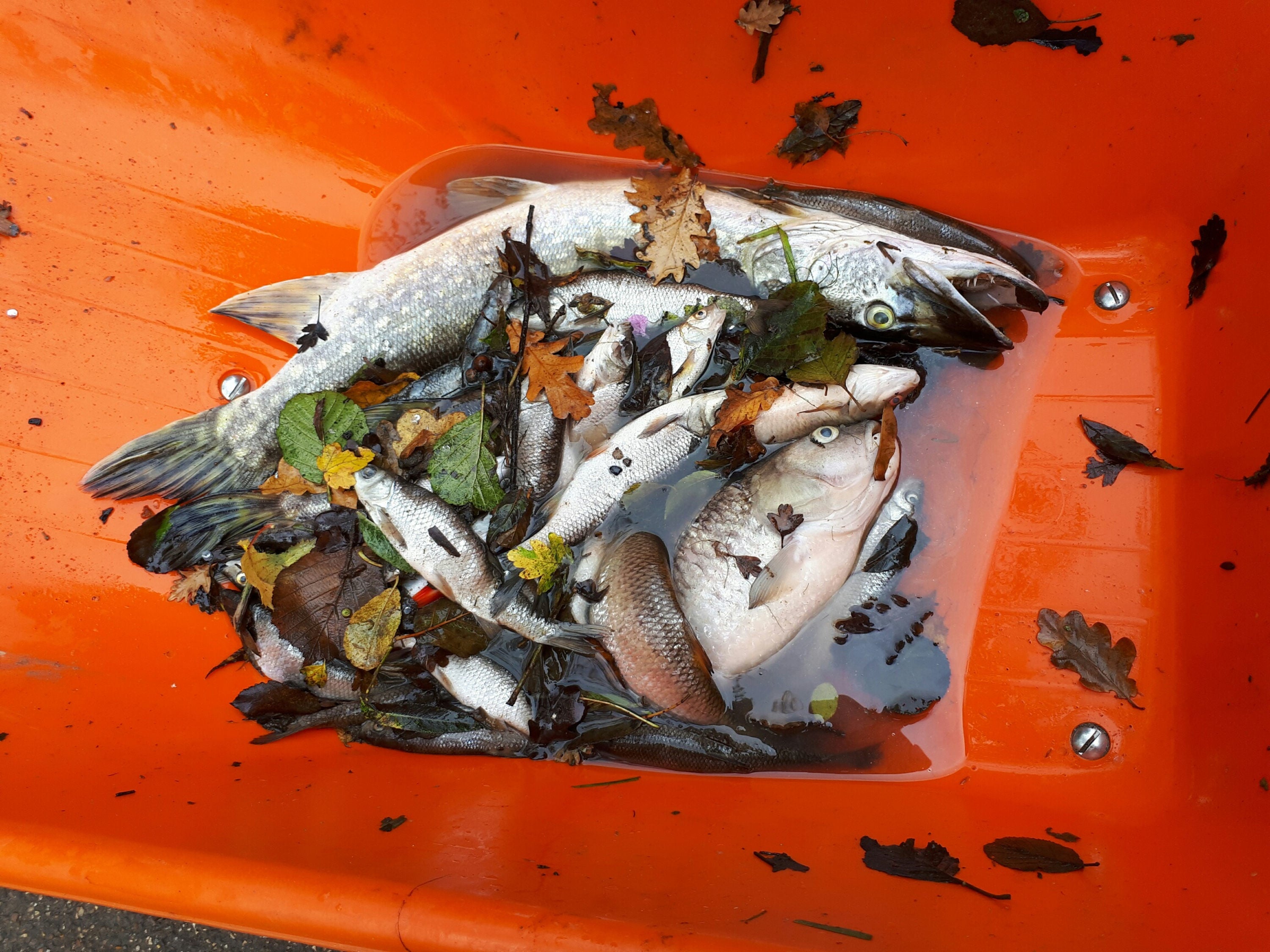Handout photo issued by the Environment Agency of some of the thousands of fish likely to have died in polluted rivers