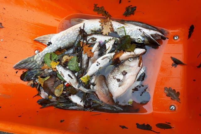 <p>Handout photo issued by the Environment Agency of some of the thousands of fish likely to have died in polluted rivers</p>