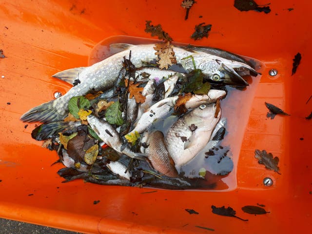 <p>Handout photo issued by the Environment Agency of some of the thousands of fish likely to have died in polluted rivers</p>