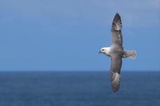 Plastic debris in the Mediterranean ‘most dangerous for threatened seabirds’