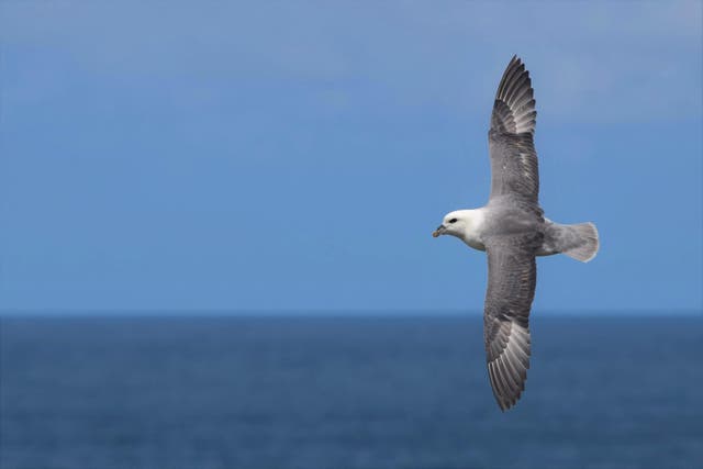 Northern Fulmars are among those species at risk of ingesting or being entangled in plastic pollution in the sea (Bethany Clark/BirdLife International)