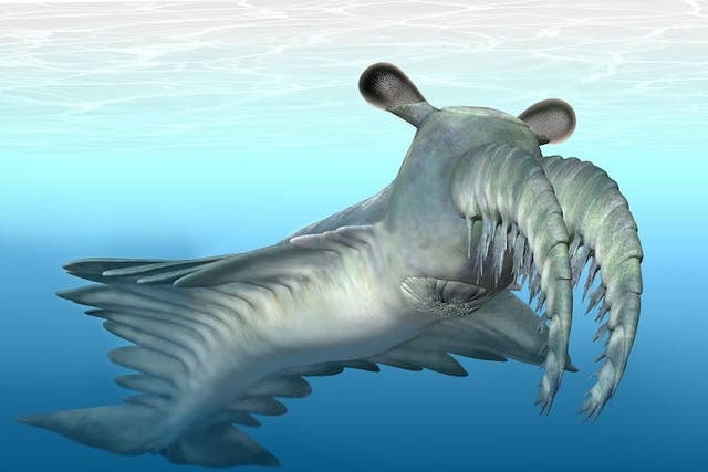 <p>The anomalocaris was the great white shark of its time </p>
