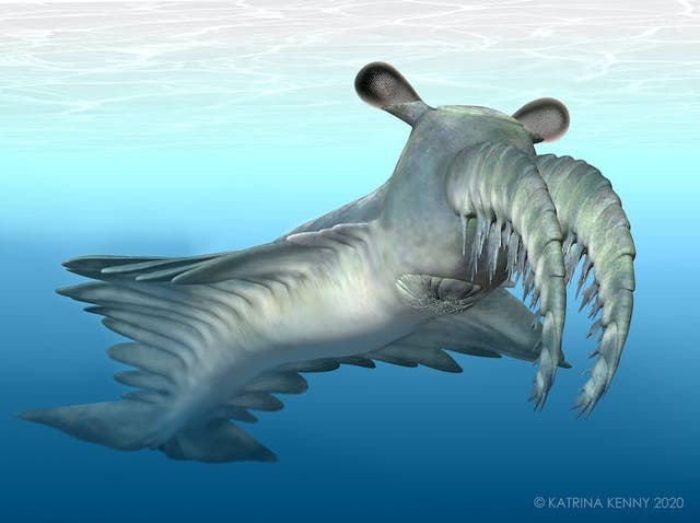 <p>The anomalocaris was the great white shark of its time </p>