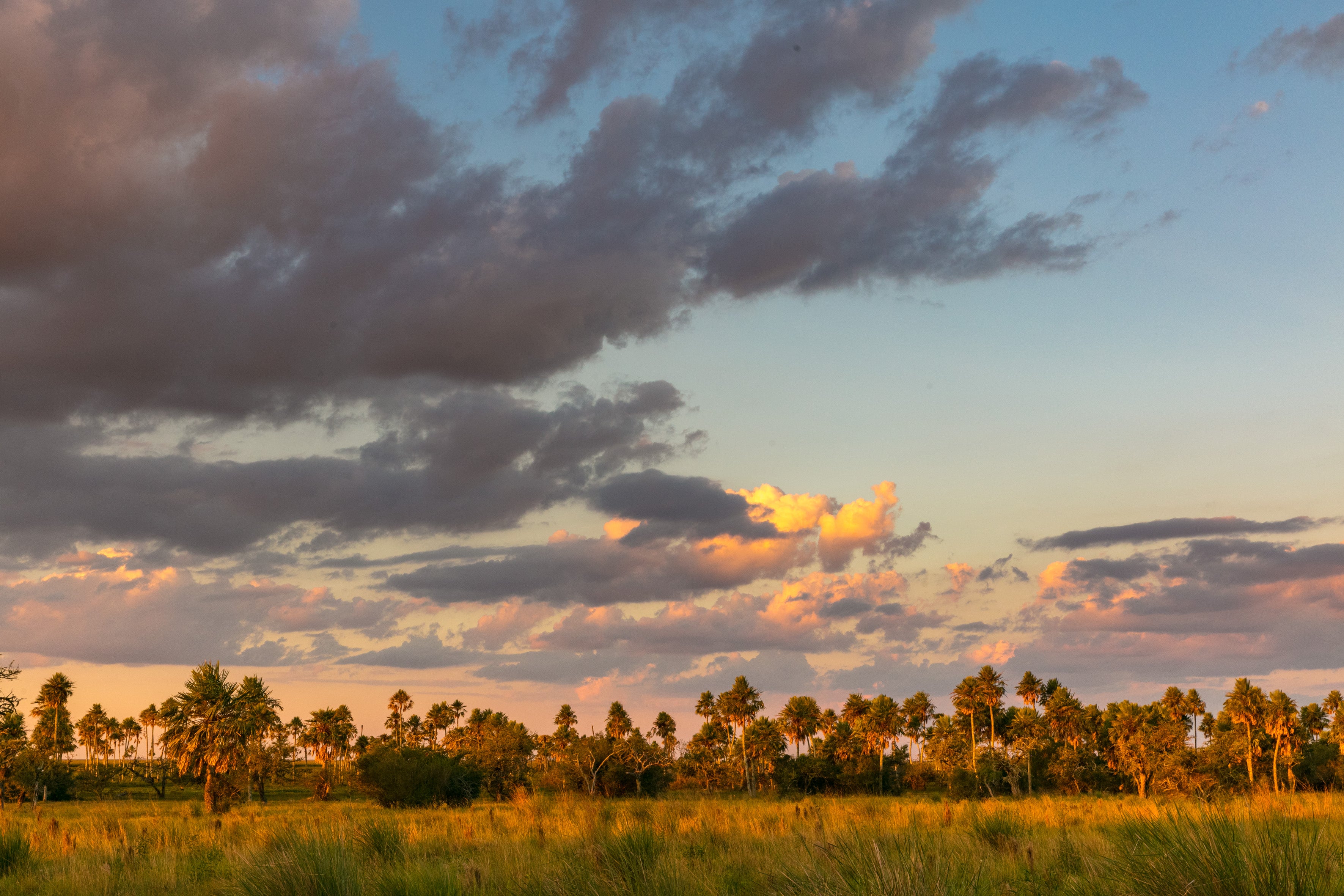 A view of the tree-lined skyline of the wetlands