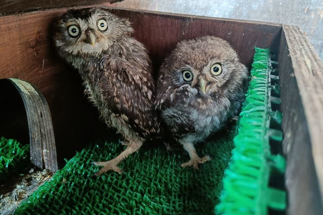 Young owls, Axl and Slash, endured two days of loud music at Glastonbury before being rescued from under the Pyramid Stage (Secret World Wildlife Rescue/PA)